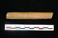 藏品(竹蟶)的圖片